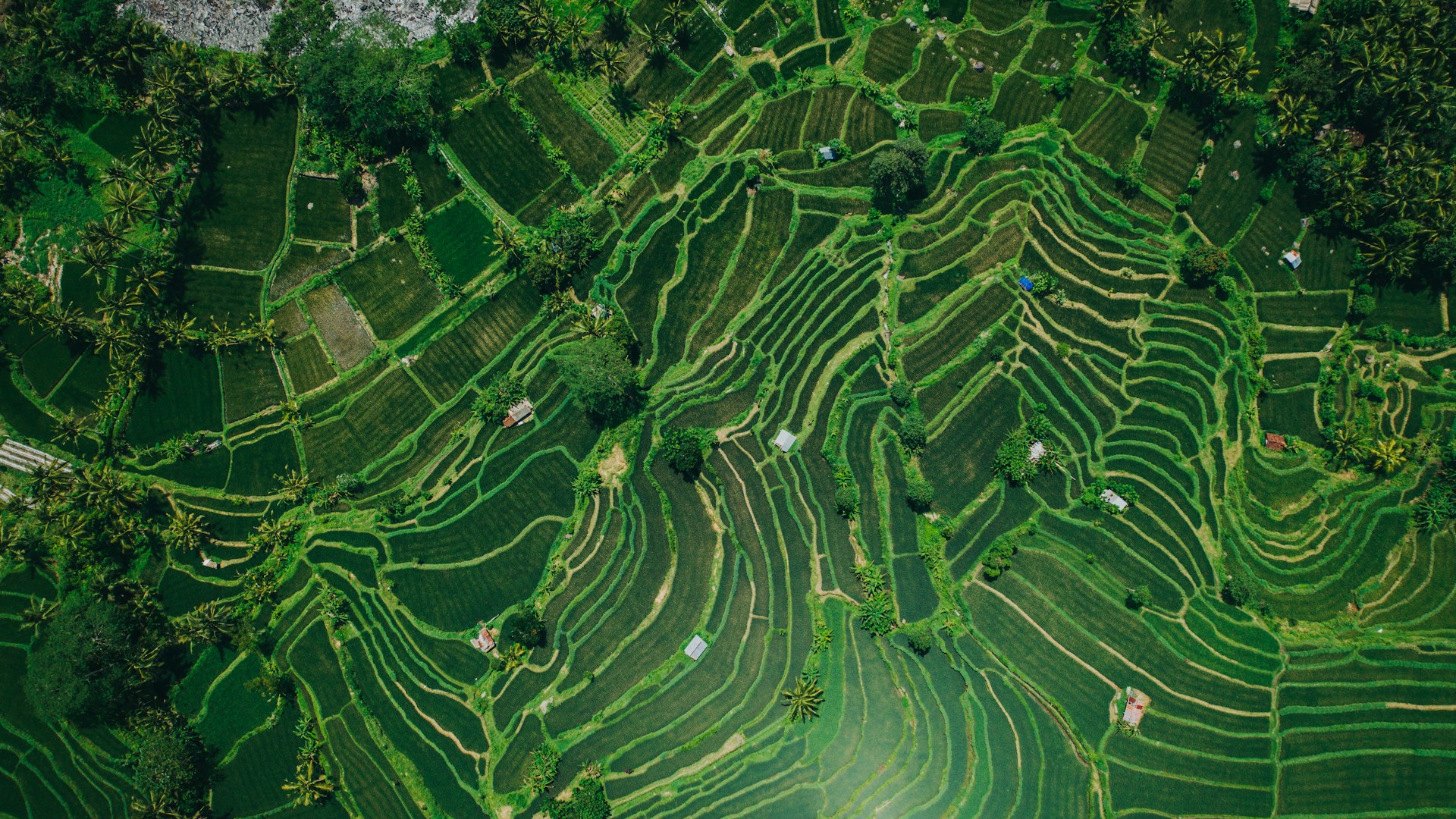 Dados Espaciais para Decisões Sustentáveis na Agricultura