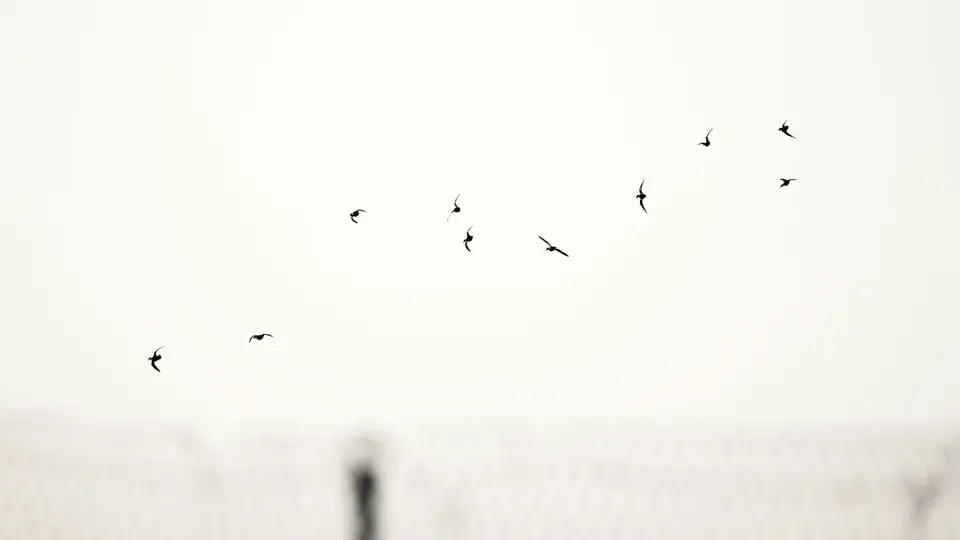 Liberdade: Entre o Controle e a Anarquia nas Ideias de Hobbes